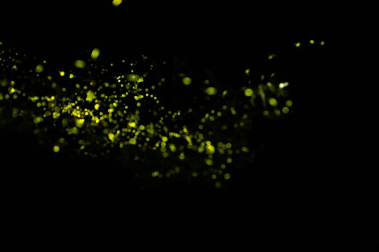 日月潭螢火蟲季-歡螢光林~日月潭賞螢季,螢火蟲來了