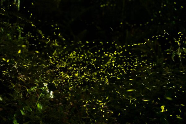 漁光旅行│魚蝦體驗+夜間賞螢 - 画像 (4)