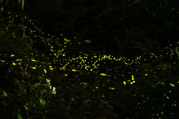 漁光旅行│魚蝦體驗+夜間賞螢 - 画像 (3)