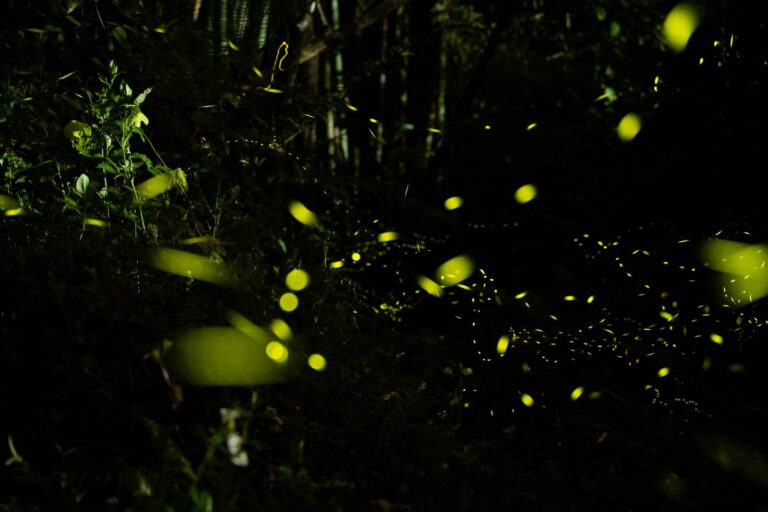 日月潭螢火蟲季-歡螢光林~日月潭賞螢季,螢火蟲來了