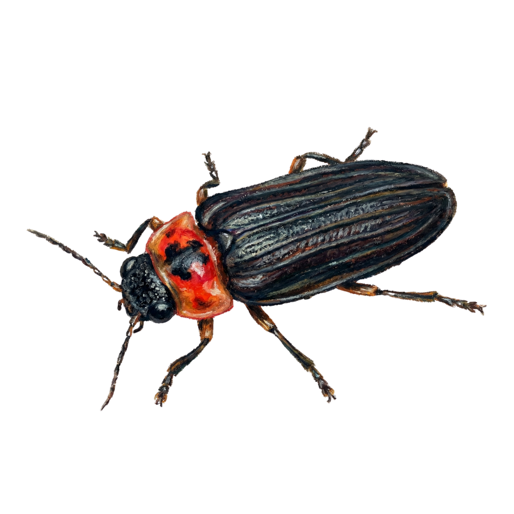 梭德氏脈翅螢-日月潭螢火蟲