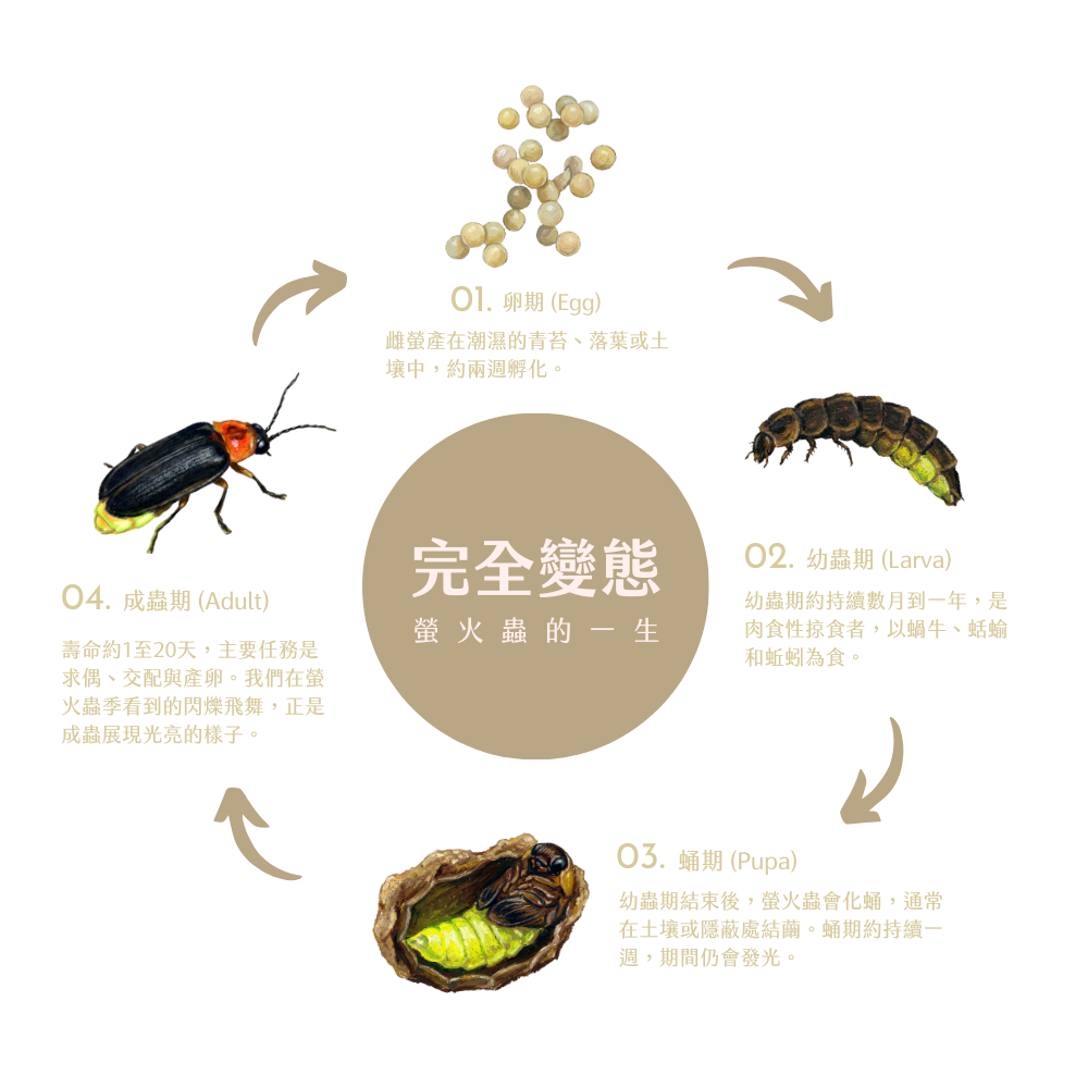 螢火蟲的一生示意圖，顯示四個階段：卵孵化為幼蟲，幼蟲期為肉食性掠食者，以蝸牛、蛞蝓和蚯蚓為食；幼蟲結束後化蛹，蛹期約一週，仍會發光；成蟲期壽命最短，約1至20天，主要任務是求偶、交配與產卵，也是我們在螢火蟲季看到飛舞發光的階段。