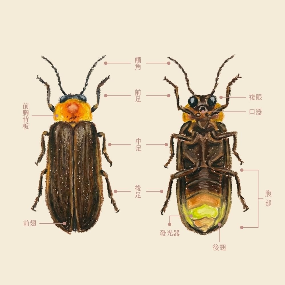 螢火蟲的身體結構示意圖，標示頭部、胸部、腹部及腹部發光器的位置。